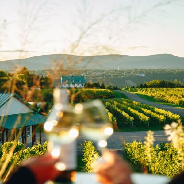 Vignoble Ste-Pétronille - Vignoble & Distillerie